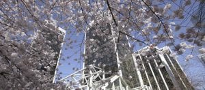 Buildings behind cherry blossom trees